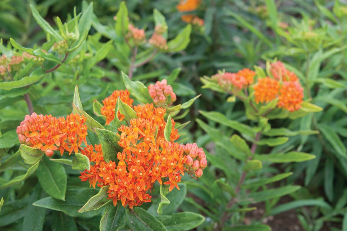 Pleurisy Root – Asclepias Seed